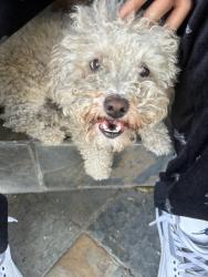 Lost Male Dog last seen Near E 111 St. Los Angeles, CA, Los Angeles, CA 90059