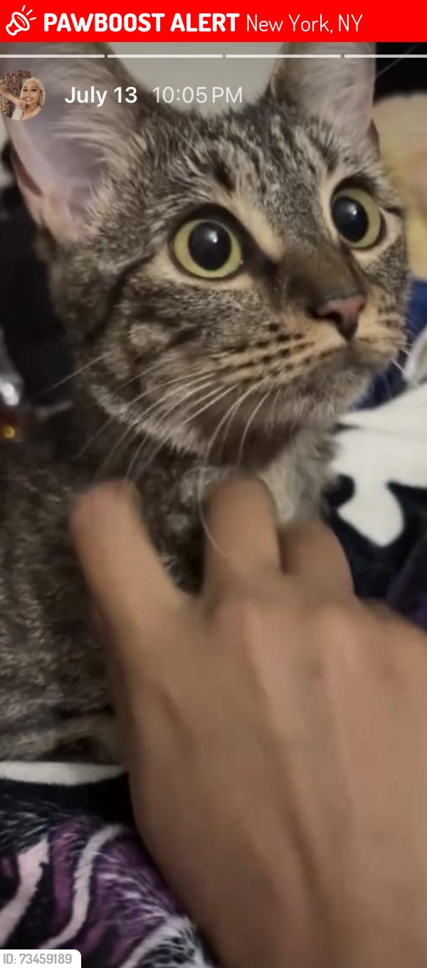 Lost Female Cat last seen 102nd street and Amsterdam ave, New York, NY 10025