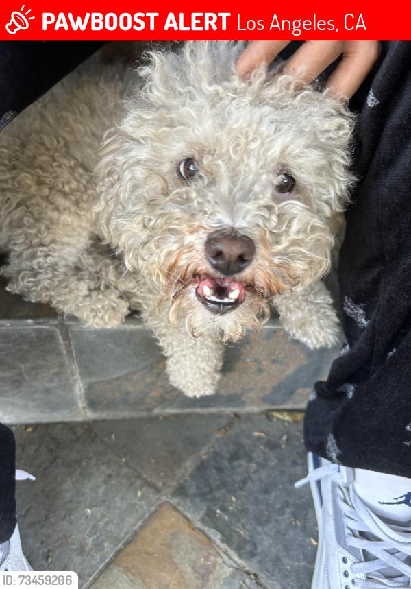 Lost Male Dog last seen Near E 111 St. Los Angeles, CA, Los Angeles, CA 90059