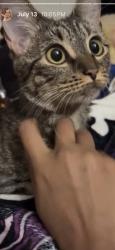 Lost Female Cat last seen 102nd street and Amsterdam ave, New York, NY 10025