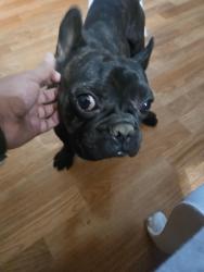Reunited Male Dog last seen Palm st and reagent ct, Adelanto, CA 92301