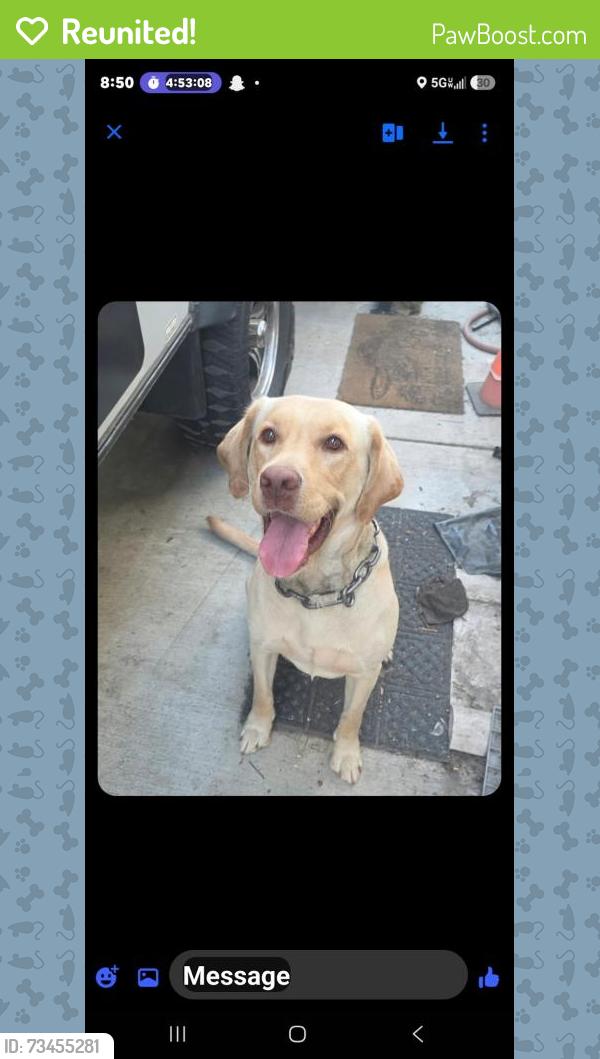 Reunited Male Dog last seen O street and Tumbleweed, Lathrop, CA 95330