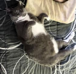 Reunited Male Cat last seen Spyglass trail w. Windsor North River Ridge neighborhood, Oxnard, CA 93036