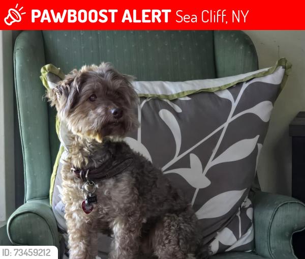 Lost Male Dog last seen Lafayette Street and Glenlawn Avenue Sea Cliff NY, Sea Cliff, NY 11579