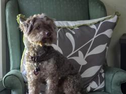 Lost Male Dog last seen Lafayette Street and Glenlawn Avenue Sea Cliff NY, Sea Cliff, NY 11579