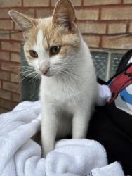 Found/Stray Female Cat last seen 109th Place & Vincennes, Chicago, IL 60653