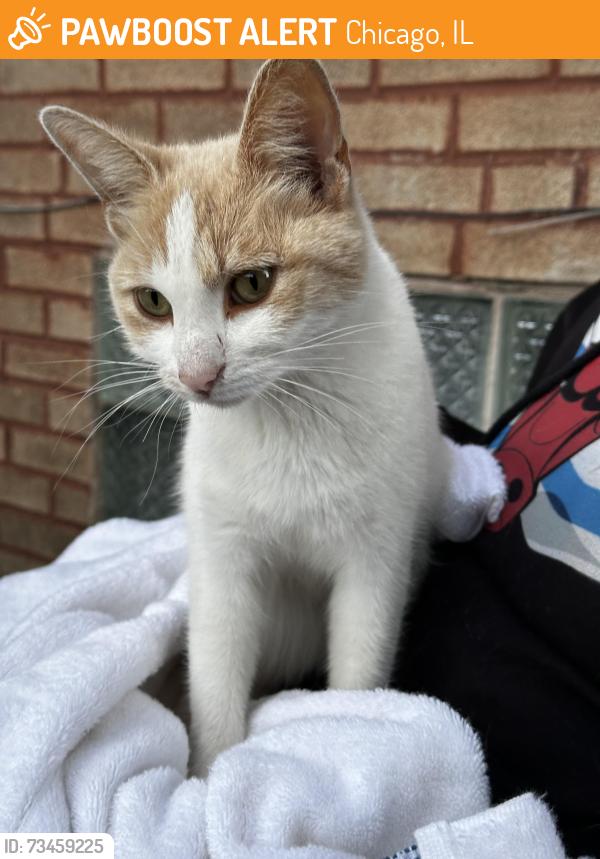 Found/Stray Female Cat last seen 109th Place & Vincennes, Chicago, IL 60653