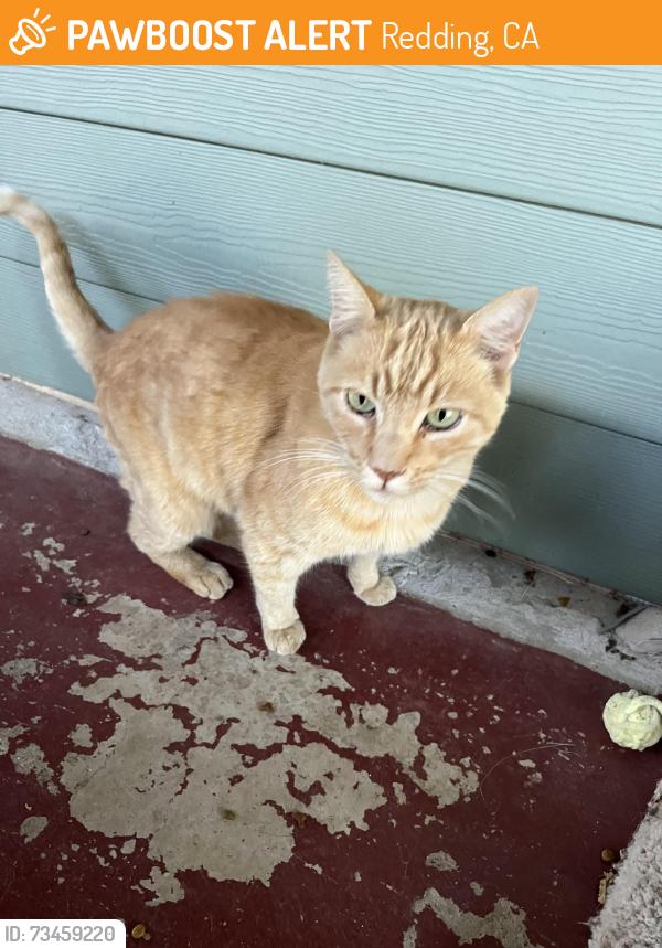 Found/Stray Male Cat last seen Schole and Gloria Terrace Bear Mountain, Redding, CA 96003
