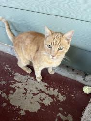 Found/Stray Male Cat last seen Schole and Gloria Terrace Bear Mountain, Redding, CA 96003