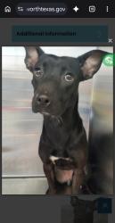 Reunited Female Dog last seen Near Eastcliff Dr, Euless, TX 76040, USA, Euless, TX 76040