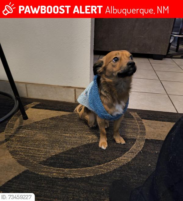 Lost Male Dog last seen Southern, Albuquerque, NM 87108