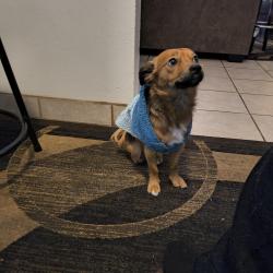 Lost Male Dog last seen Southern, Albuquerque, NM 87108