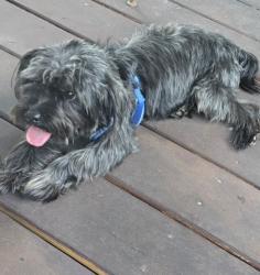 Reunited Male Dog last seen Wilson blvd and Spring Lake Road, Jacksonville, FL 32210