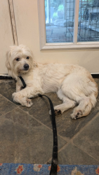 Lost Female Dog last seen Lanier, Houston, TX 77030