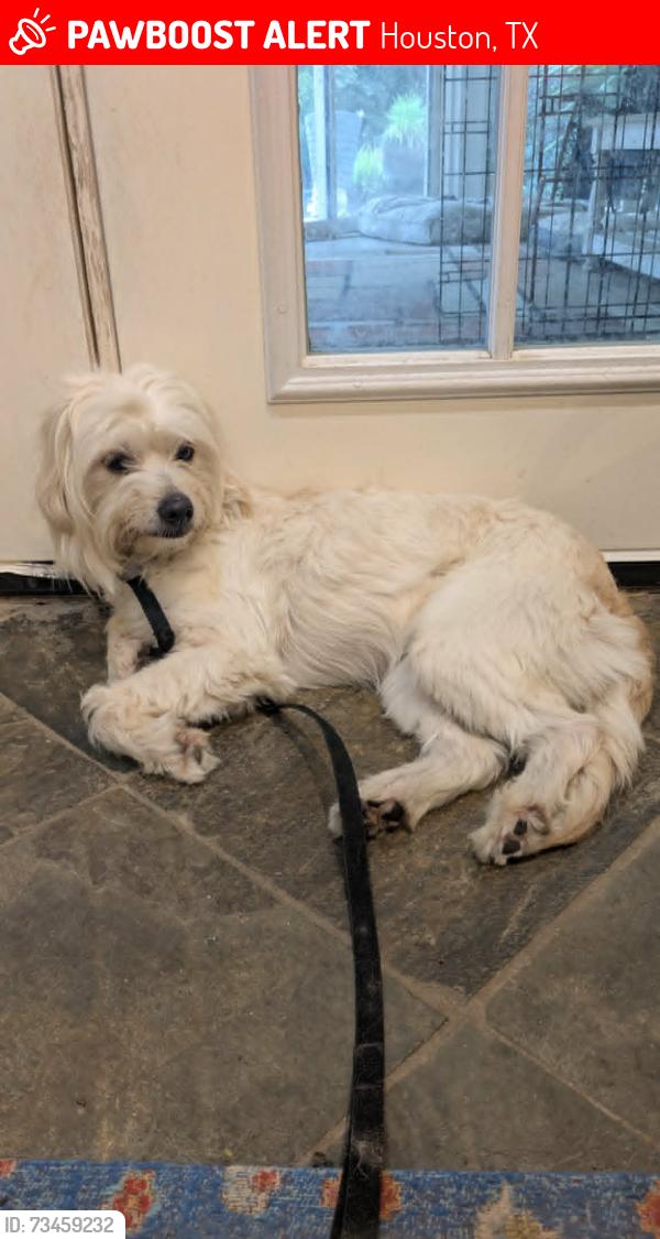 Lost Female Dog last seen Lanier, Houston, TX 77030