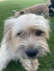Lost Male Dog last seen South Gordon rd sw, Mableton, GA 30126