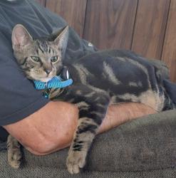 Reunited Male Cat last seen Between 16th and 18th street, Columbia, PA 17512