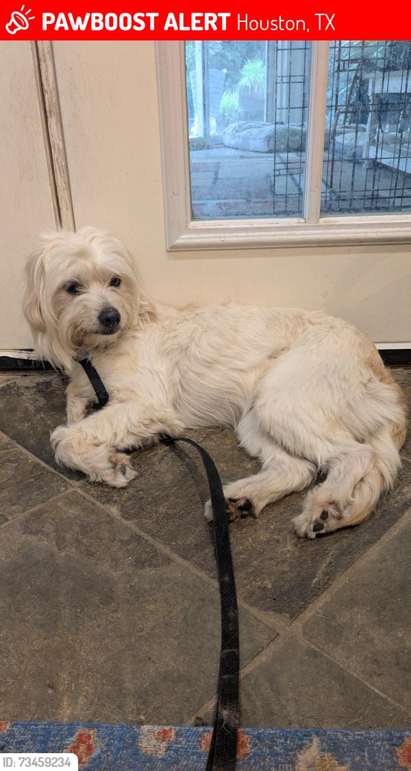 Lost Female Dog last seen Main st, Houston, TX 77030