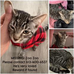 Lost Female Cat last seen Glenridding, Edmonton, AB 