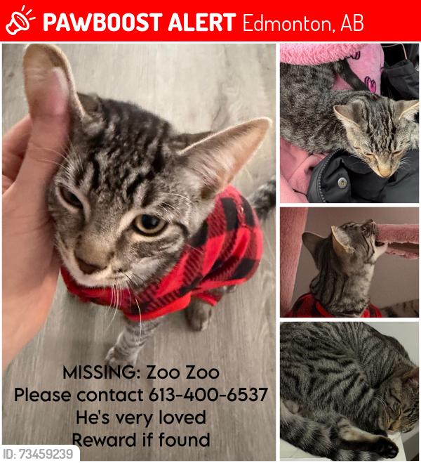 Lost Female Cat last seen Glenridding, Edmonton, AB 