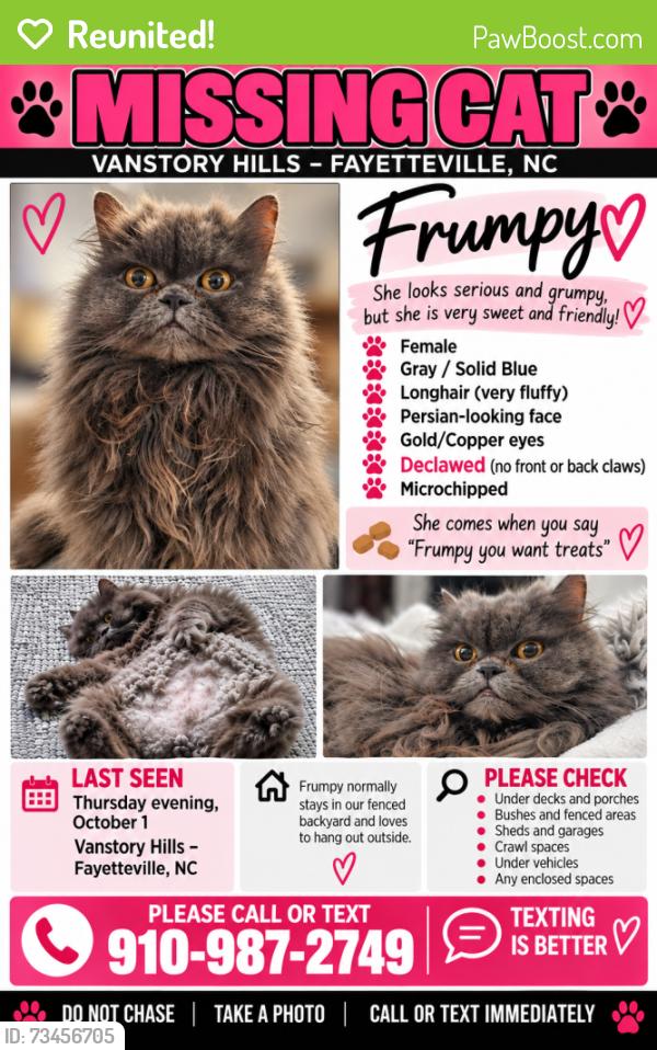 Reunited Female Cat last seen Vanstory Hills, Fayetteville, NC 28303