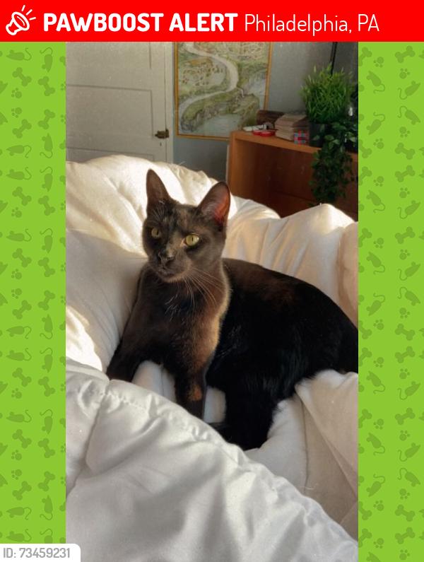 Lost Female Cat last seen 65th and Fairhill, Philadelphia, PA 19126
