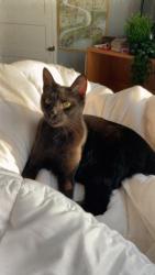 Lost Female Cat last seen 65th and Fairhill, Philadelphia, PA 19126