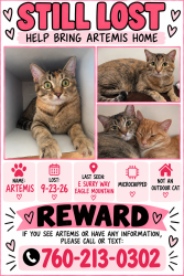 Lost Female Cat last seen Near e Surry way eagle mountain, Eagle Mountain, UT 84005