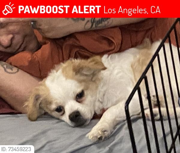 Lost Male Dog last seen E Hubbard St & S Bonnie Beach PI, Los Angeles, CA 90023