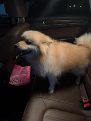 Found/Stray Female Dog last seen Remington grove, Houston, TX 77433