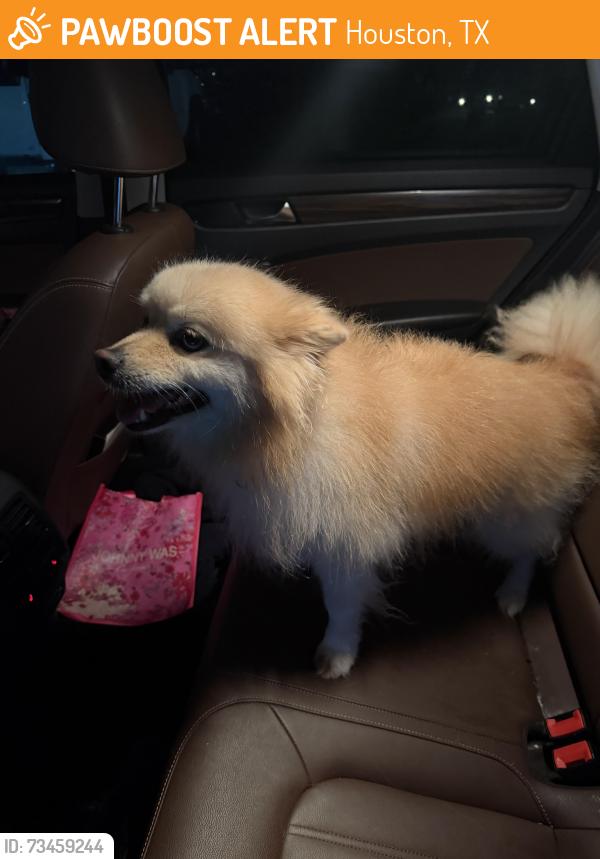 Found/Stray Female Dog last seen Remington grove, Houston, TX 77433