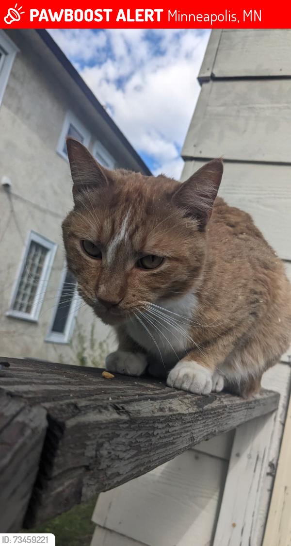 Lost Male Cat last seen 24th & 22nd ave South, mpls Seward neighborhood, Minneapolis, MN 55406