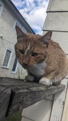 Lost Male Cat last seen 24th & 22nd ave South, mpls Seward neighborhood, Minneapolis, MN 55406