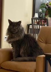 Reunited Male Cat last seen Lacewood Drive, near Bayers Lake, Halifax, NS B3S 1L4