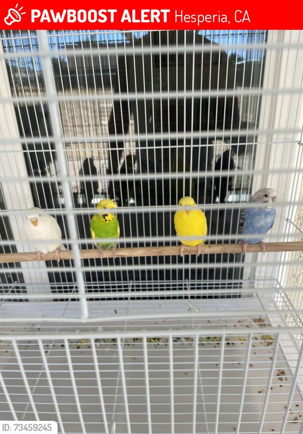 Lost Unknown Bird last seen Hesperia, Hesperia, CA 92340
