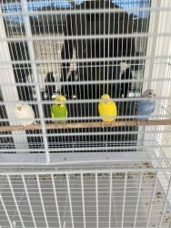 Lost Unknown Bird last seen Hesperia, Hesperia, CA 92340