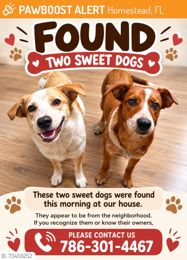 Found/Stray Female Dog last seen Waterstone, hmstd, Homestead, FL 33033