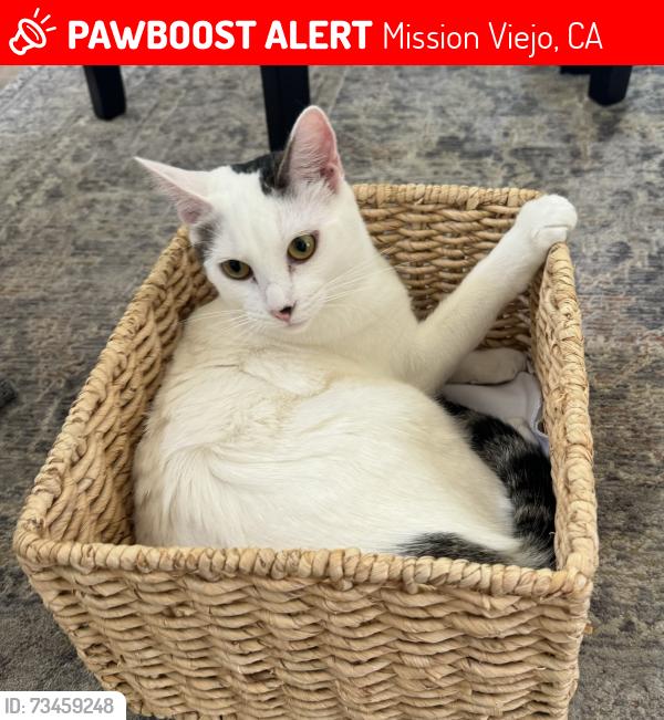Lost Female Cat last seen Barbados, Coral Garden, Mission Viejo, CA 92692
