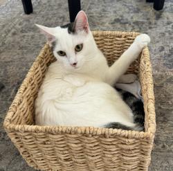 Lost Female Cat last seen Barbados, Coral Garden, Mission Viejo, CA 92692
