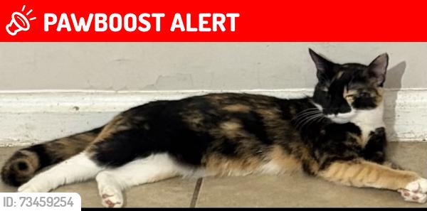 Lost Female Cat last seen Elkwood ln, Prince George's County, MD 20743