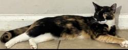Lost Female Cat last seen Elkwood ln, Prince George's County, MD 20743