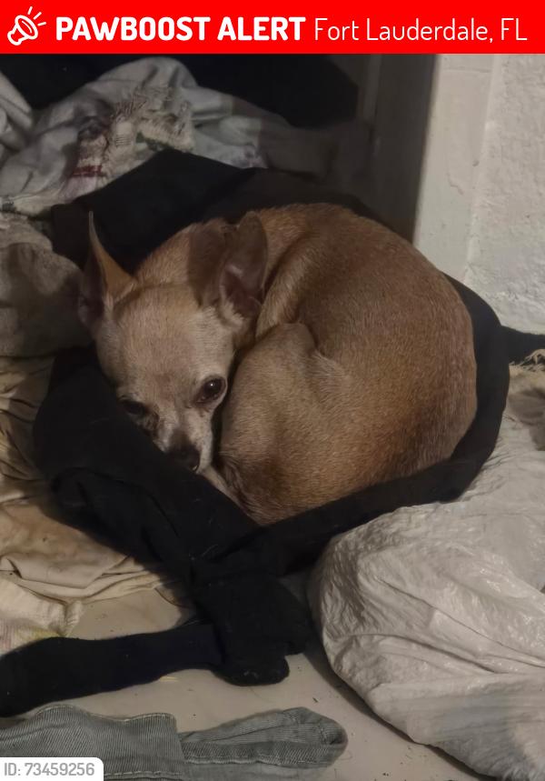 Lost Female Dog last seen Mobile Gas Station, Fort Lauderdale, FL 33313