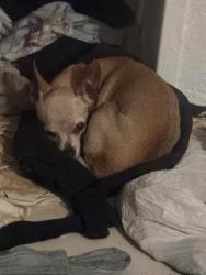 Lost Female Dog last seen Mobile Gas Station, Fort Lauderdale, FL 33313