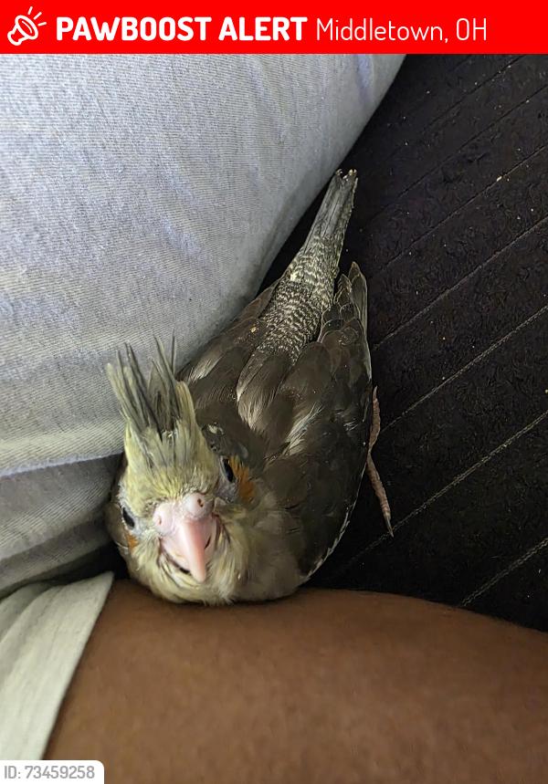Lost Unknown Bird last seen Brentwood close to Roosevelt, Middletown, OH 45044