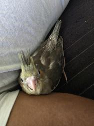 Lost Unknown Bird last seen Brentwood close to Roosevelt, Middletown, OH 45044