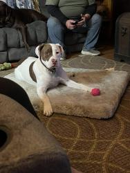 Lost Female Dog last seen Justus ave sw, Navarre, OH 44662