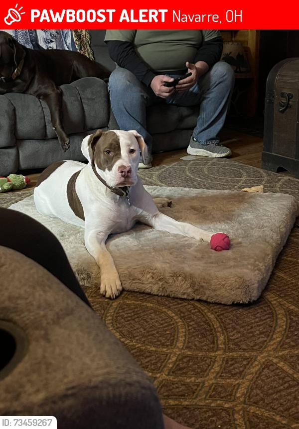 Lost Female Dog last seen Justus ave sw, Navarre, OH 44662