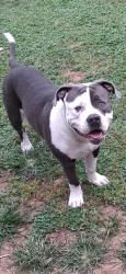 Lost Male Dog last seen Near Myers meat market, Hanover, PA 17331