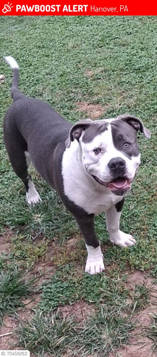 Lost Male Dog last seen Near Myers meat market, Hanover, PA 17331