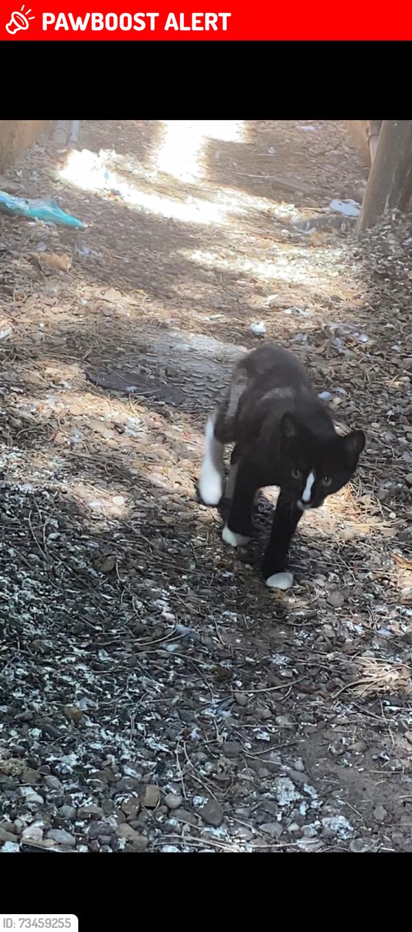 Lost Male Cat last seen Park Hill, West Midlands, England B13 8DT